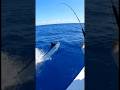 Giant Marlin Jumps Beside the Boat! #fishing #videofishing #fishinglife #fypシ゚viral