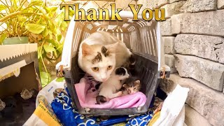 Stray Mama cat's eyes said it all after her kittens got a new house!