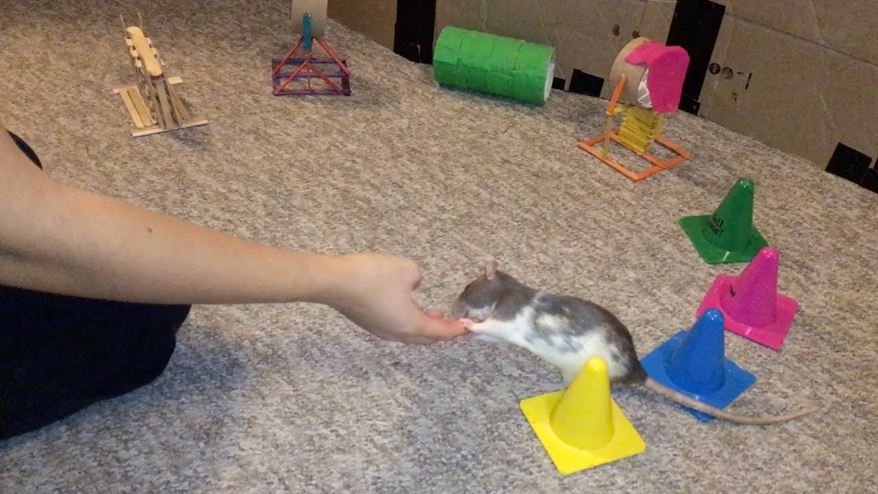 Espresso the rat Learns an Agility Course (Full) - YouTube