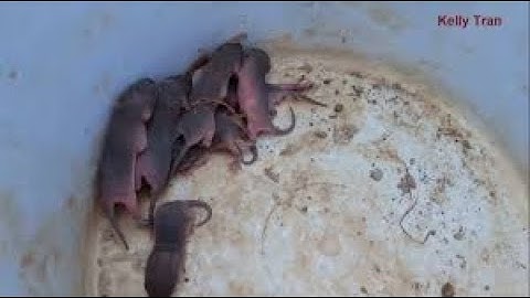 NĐT - Chuột Xào Xả Ớt Đặc Sản Quê Hương Tôi Nhìn Mà Chảy Nước Miếng