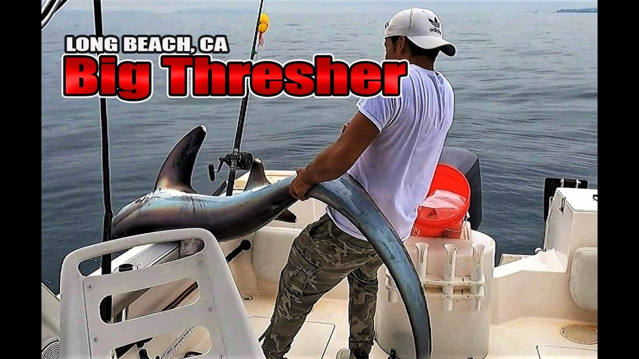 Thresher shark fishing caught out of Long Beach California 