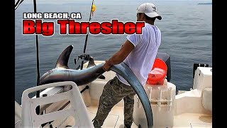 Thresher shark fishing caught out of Long Beach California