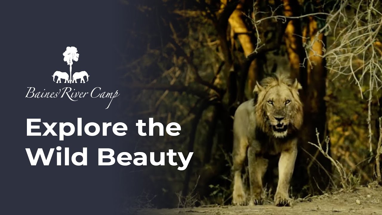 Explore the Wild Beauty of Lower Zambezi | Baines' River Camp Adventure