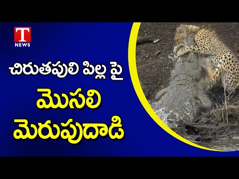Crocodile attack cheetah Cub | చిరుతపులిపై మొసలి మెరుపు దాడి | Tnews Telugu