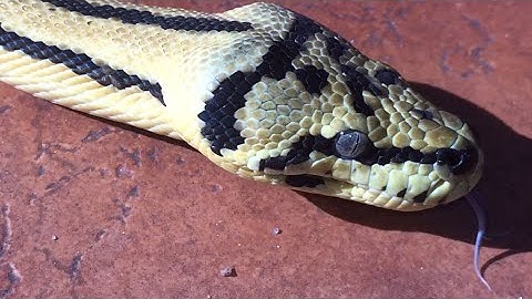 Jaguar Carpet Python "Jag Wobble"