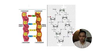 DNA Structure and Replication. Part II