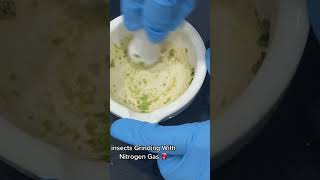 Insect grinding with liquid Nitrogen| Biochemicals| #biology #insect