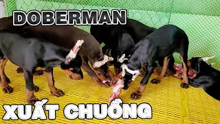 Doberman Con Chuẩn Bị Được Xuất Chuồng | Nam Ngô