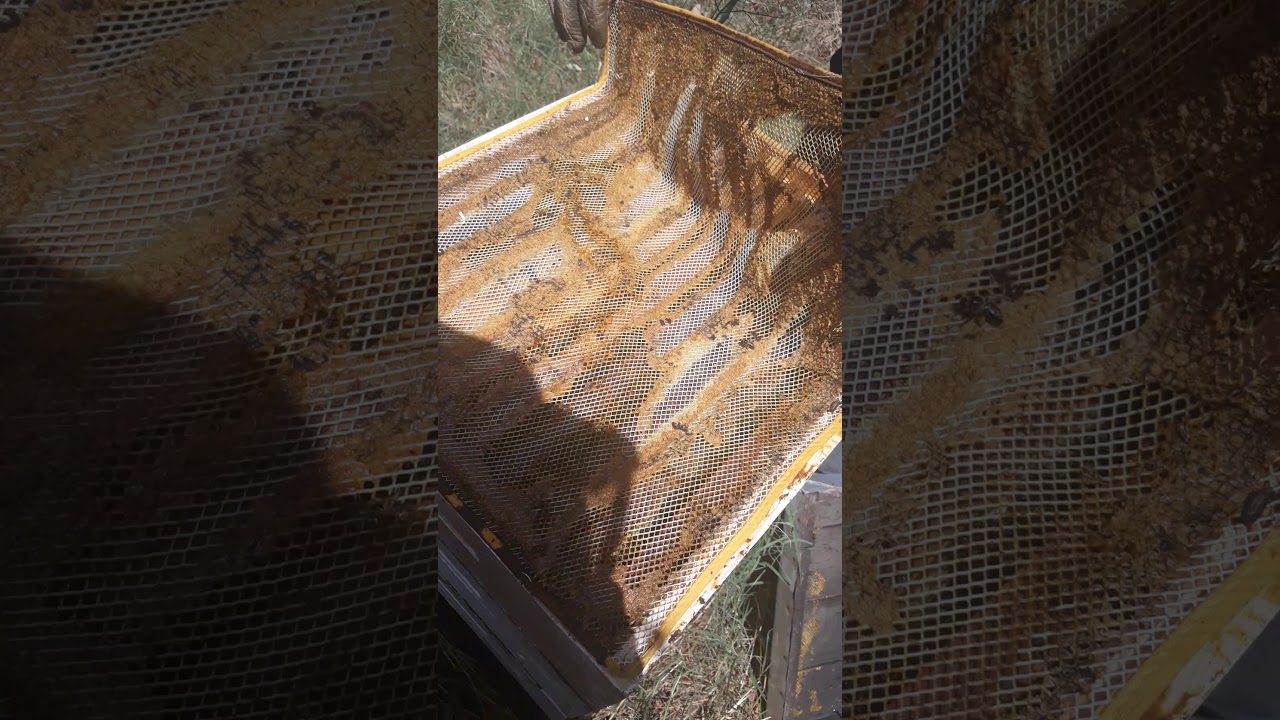 مصيدة جمع العكبر أو البروبوليس