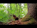 Wildlife around the old spruce tree near our home