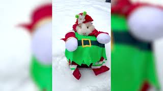 Guinea Pig Dressed Up as Adorable Christmas Elf
Guinea Pig Dressed Up as Adorable Christmas Elf Guinea Pig Dressed Up as Adorable Christmas Elf