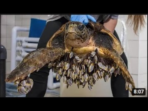 Rescue sea turtles remove barnacles from seaturtles   SeaTurtle entangled in ghost net rescued P 9