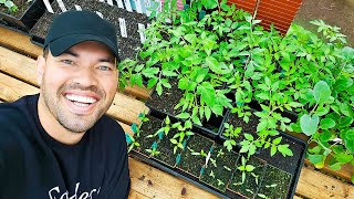 Potting Up My Tomatoes & A Secret Trip with @jacquesinthegarden!