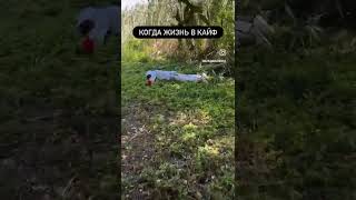добрая подружка,ну а что свежий воздух) #астраханскаярыбалка #астрахань #сон #свежийвоздух #fishing
