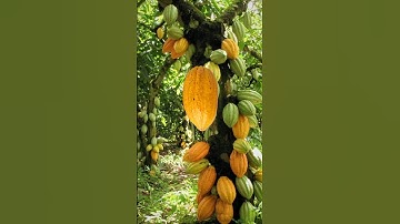 cacao plantation #shorts #cacao #viral