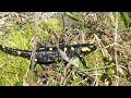 Feuersalamander auf Wanderschaft