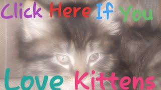 Cats Irl Vs Cat Minecraft Comparison