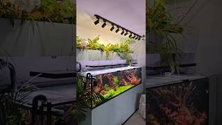 #akwarium #akwarystyka #fishkeeping #largeaquarium #largetank #co2 #roslinyakwariowe #rybaszenko