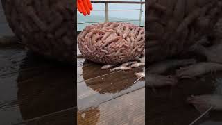 THEY COULDN’T CONTROL THIS CATCH! #fishing #giantfish #deepsea