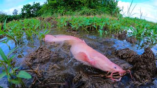 Best Hand Fishing - catch a lots of monster Redfish & catfish in field by best hand a fisherman