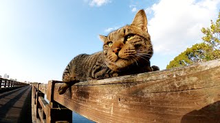 モノレール猫臨海線!?橋の欄干に登ってくつろぐキジトラ猫
