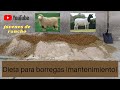 Dieta balanceada para ovinos(Jóvenes de Rancho)