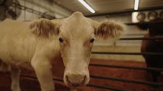 Arizona National Livestock Show Barns, JG Cattle & Coaching
