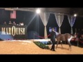 Arabian Horse Auction, 1.5 Million Dollar Sale, New World Record, Marquise Auctions