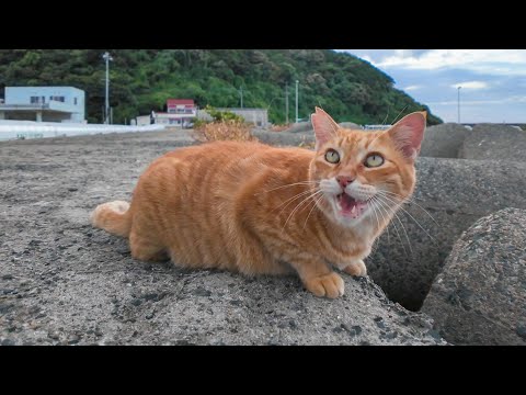 猫 単品販売)猫之島ブラインドボックス – SOOTANG HOBBY
