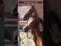  الفرس مشيتها فيها دلع