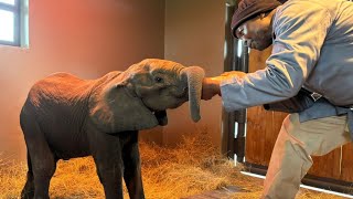 This is the Story of Phabeni, the New Baby Elephant Orphan at HERD