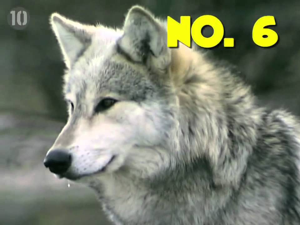 Top 10 Animals You Wouldn't Want As A Pet YouTube - YouTube