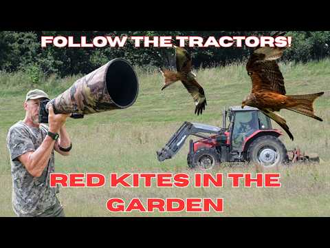 RED KITES IN THE GARDEN - RAPTOR PHOTOGRAPHY - SUPER SCAVENGERS
