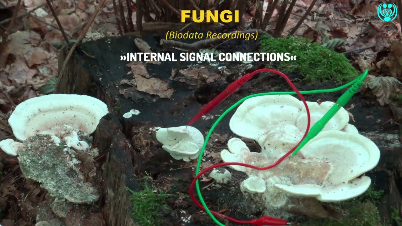 »FUNGI« "Biodata Recordings" (Internal Signal Connections) (2/10/2023)