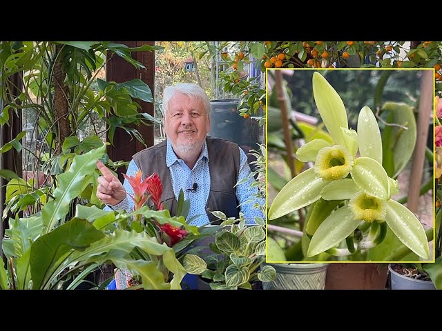 Orchidée Vanille XL Panachée – Plante Vivante Productrice De Gousses + Sansevieria Offerte