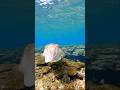 沖縄本島でシュノーケリング #沖縄観光 #シュノーケリング #スキンダイビング #okinawatrip #snorkeling #コブシメ