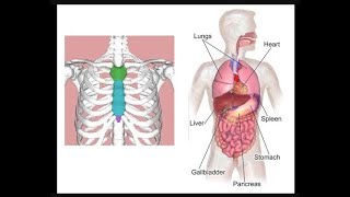 الجهاز الهضمي-الدرس الثالث- (DIGESTIVE SYSTEM- 3rd class)