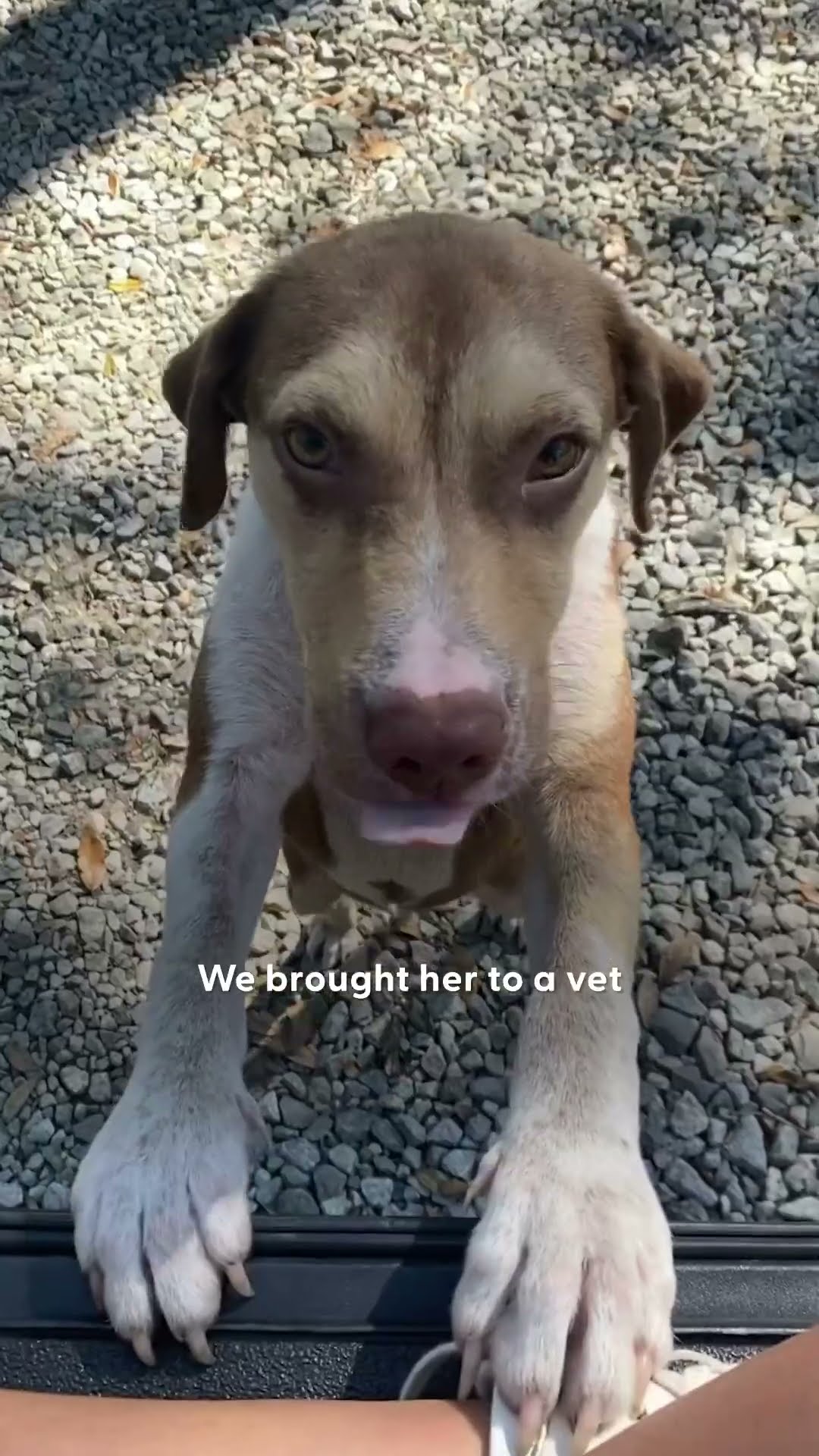 Abandoned Puppy Jumps Into Rescuers Arms | The Dodo