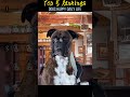 Dogs happy daily life #funny #funnyprank #funnymoments #silly #comedy #fun #memes #prank #cute