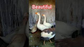 GOOSES,GUINEAFOWL, Murga,Duck cute funny birdlife viral shorts