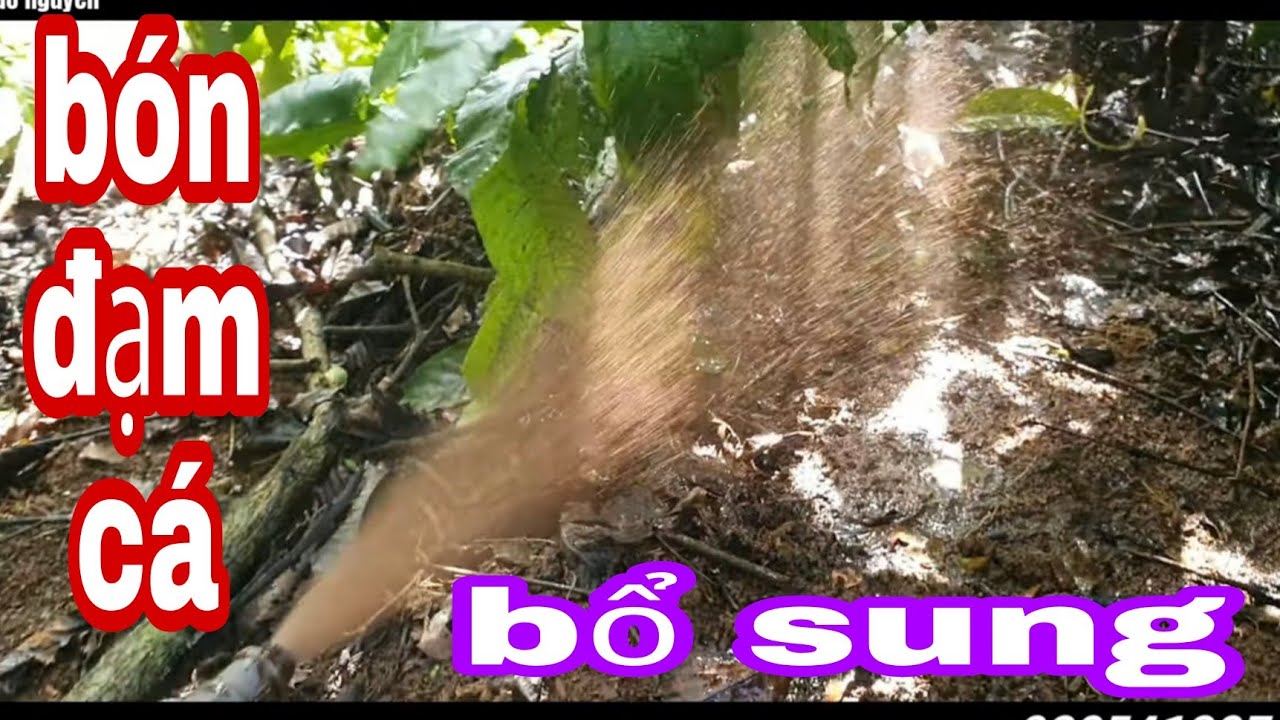 Bón đạm cá tăng khẩu phân ăn cho vườn cà phê  giai đoạn quan trọng