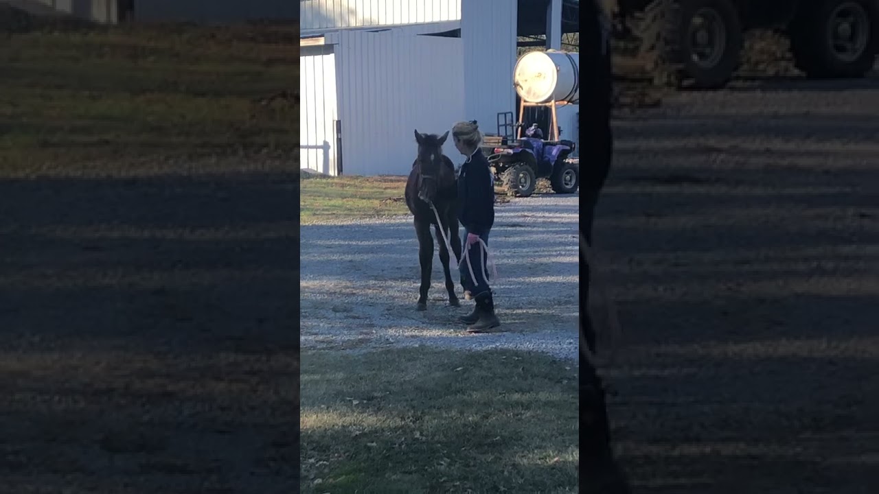 Haiku learning to lead