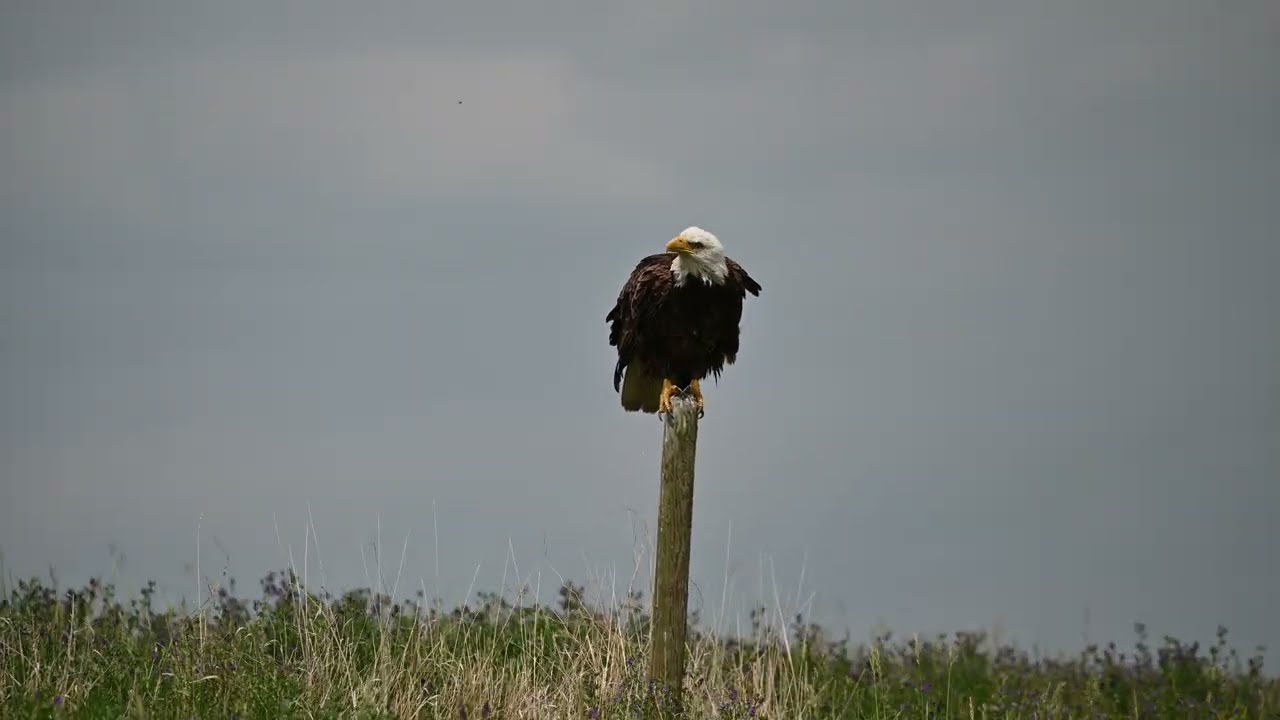 Anthrenus museorum, Pica hudsonia, Haliaeetus leucocephalus, Hippodamia parenthesis, Vulpes vulpes