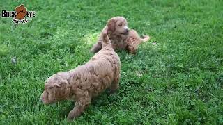 Handsome Portuguese Water Dog and Poodle Mix Puppies