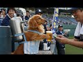 【大人気】野球場でビールの売り子をしてた