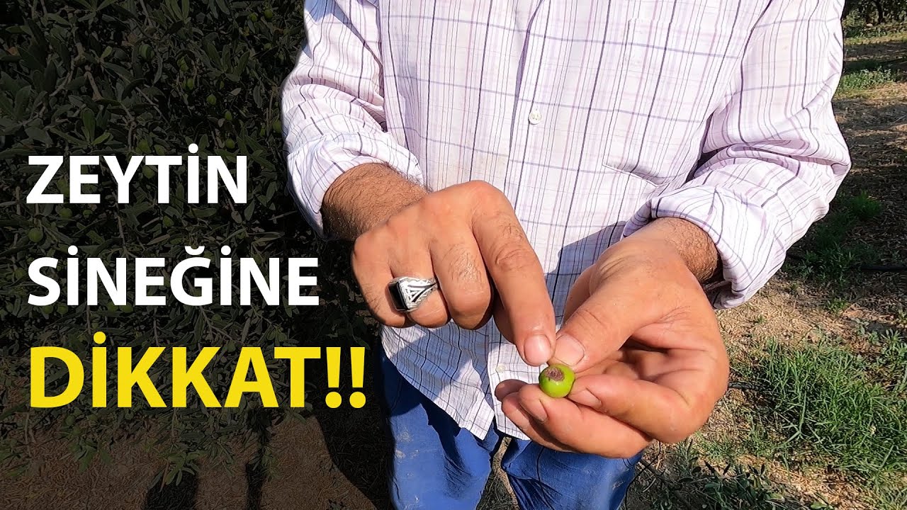 Zeytin Sineğiyle Nasıl Mücadele Edilir? || Zeytin Kızıl Kurdu || Zeytin Fidan Tırtılı