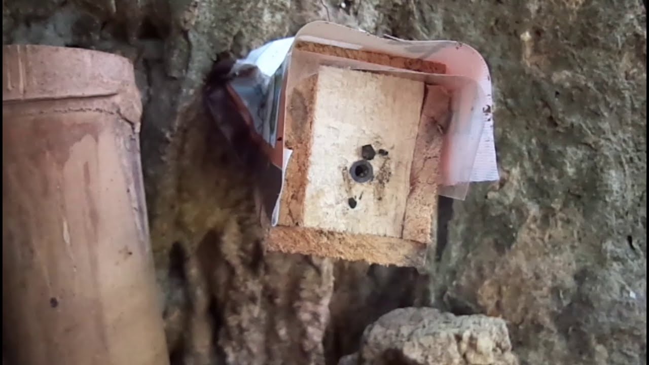 Melihat hasil cangkok klanceng/kelulut setelah 2 minggu