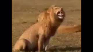 Segura A Caucinha Kkk