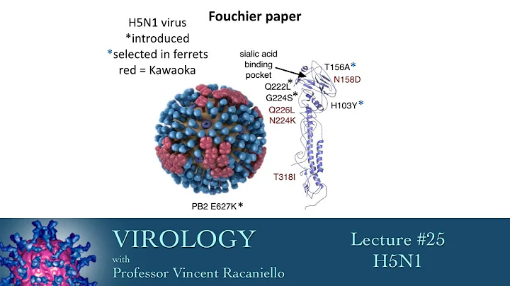 Virology 2014 lecture #25 - H5N1 - DayDayNews