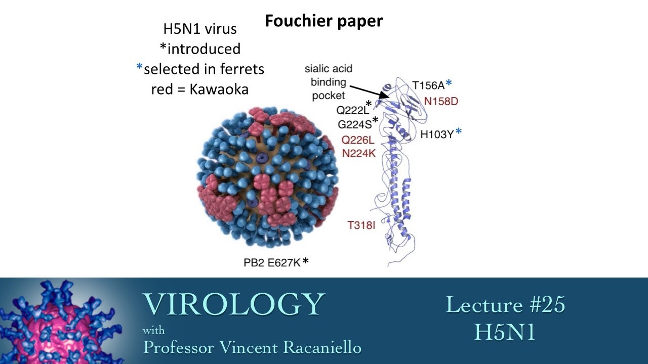 virology-2014-lecture-25-h5n1-youtube